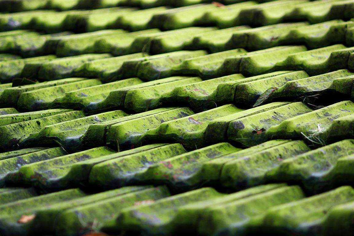 Trænger dit tag til en gennemført algebehandling? 3 tips til behandlingen