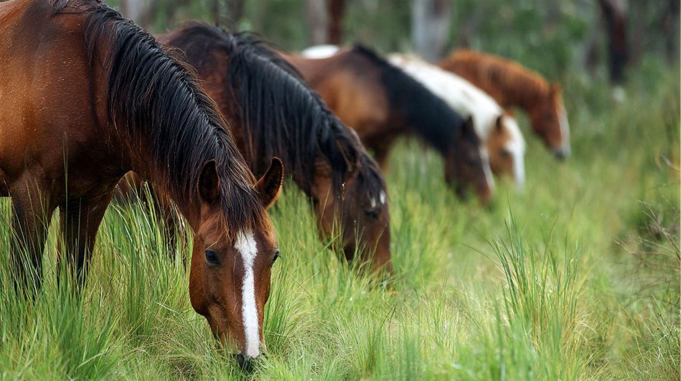 Indgræsning af hest - den ultimative guide