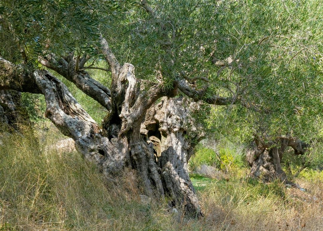 Olivenbrænde - din guide til bæredygtig brændsel